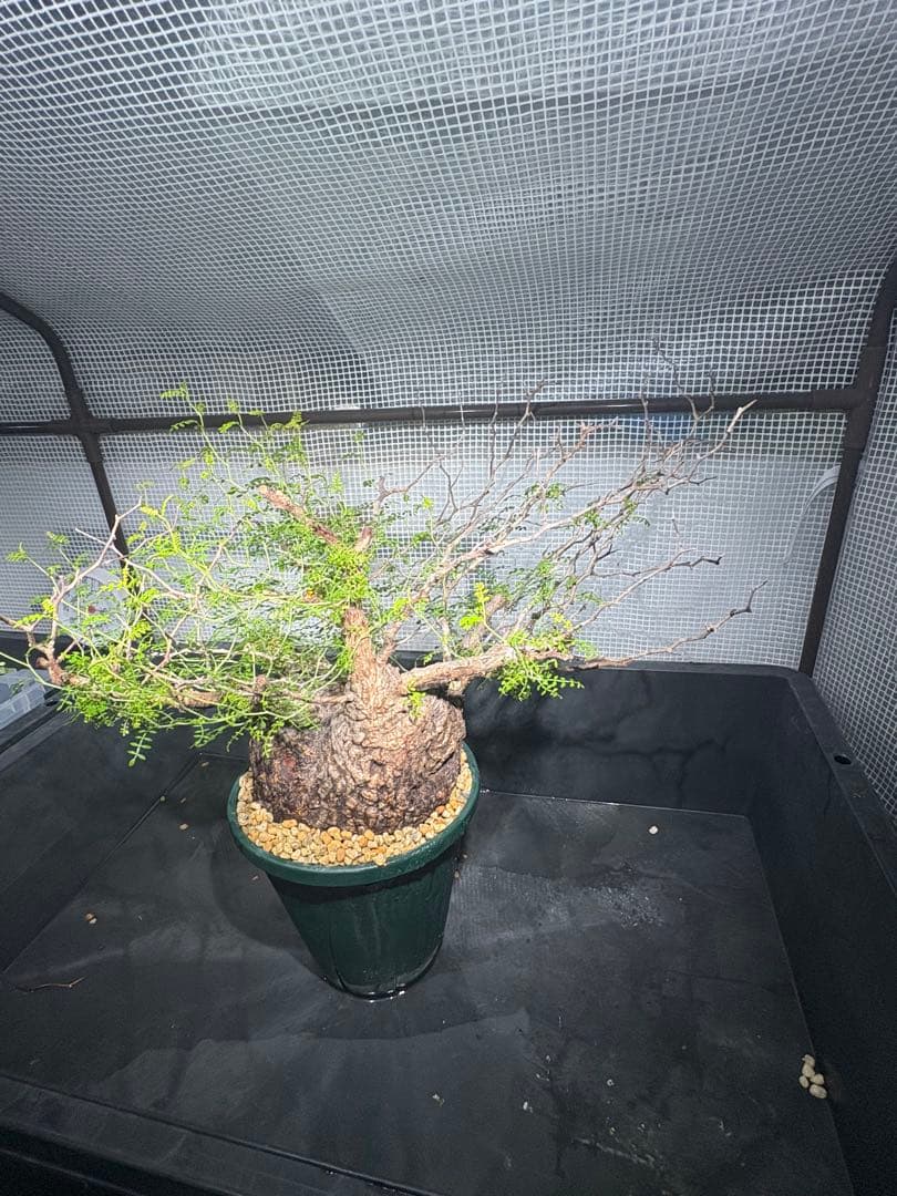 良樹形 （パキプス） 中株／発根済／ワイド枝張り・荒肌塊根の迫力◎