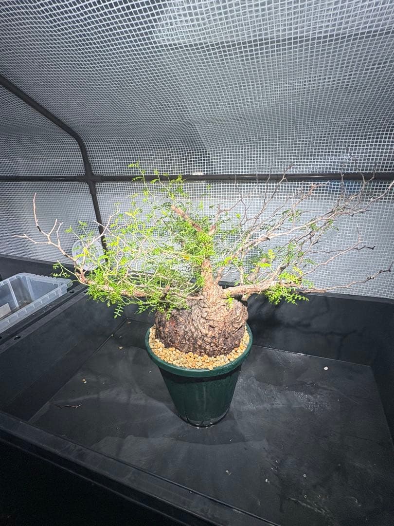 良樹形 （パキプス） 中株／発根済／ワイド枝張り・荒肌塊根の迫力◎