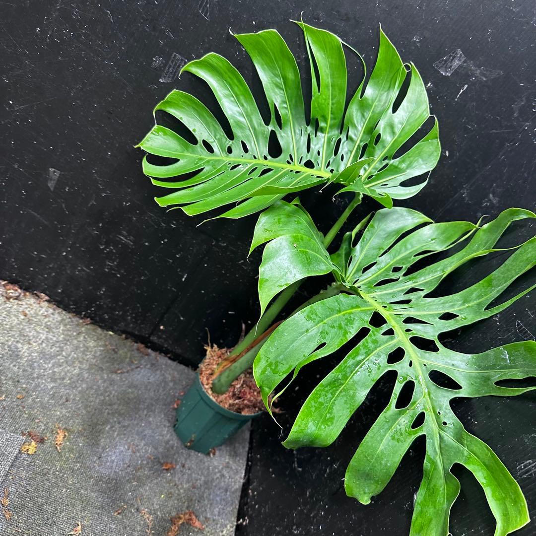 a*i様 モンステラデリシオーサマクロコズム超希少系統鉢植え61㎝