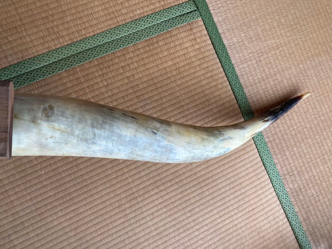 希少　テキサスロングホーン角　200㎝　オーナメント　壁掛け飾り　アメリカン雑貨