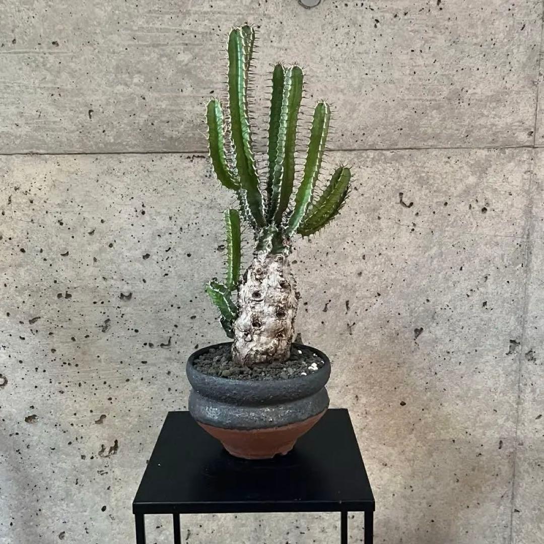 ユーフォルビア　ムランジーナ　現地球　美株　陶器鉢付き