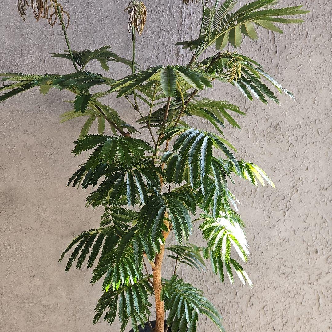 ④　エバーフレッシュ　8号特大苗木最高等級極上品　極太　‼️