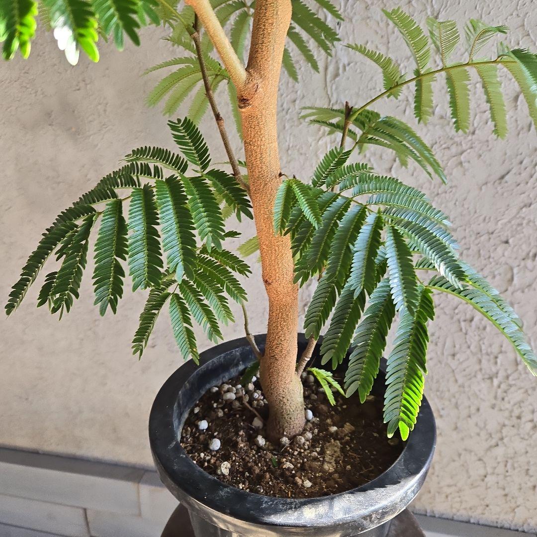 ④　エバーフレッシュ　8号特大苗木最高等級極上品　極太　‼️