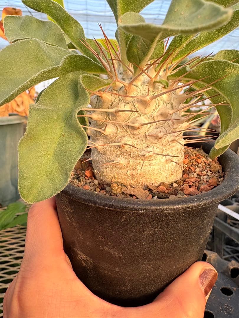 パキポディウム ナマクアナム 光堂　国内実生　美株