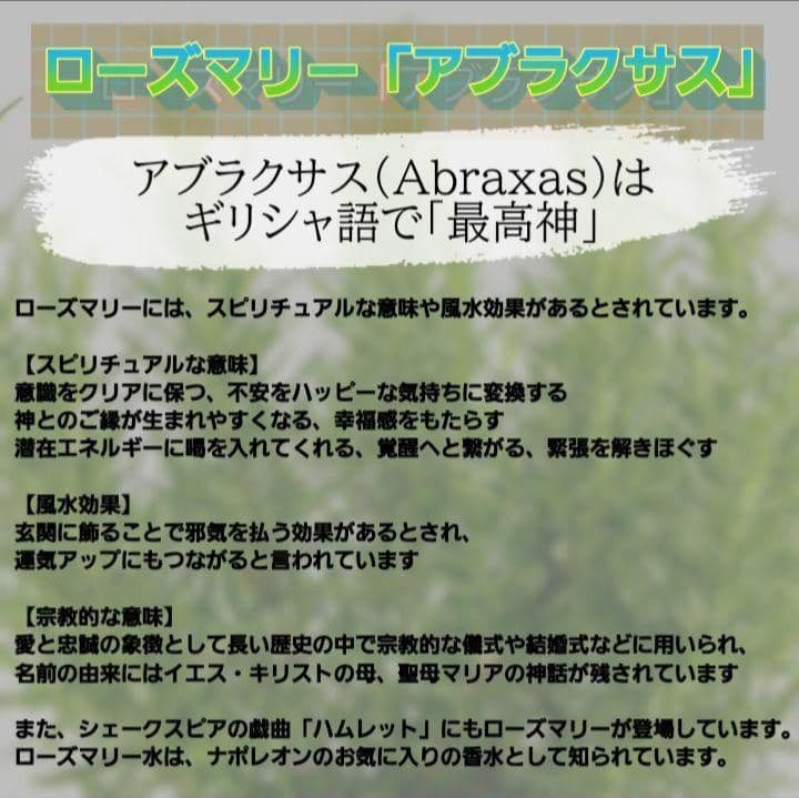 【ご注文品】ローズマリー アブラクサス 発根済み 2苗　1500円にて承りました