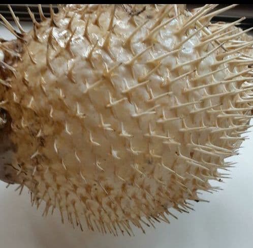 超特大ふぐふぐ提灯福膨らむふぐ河豚ハリセンボン疫病退散祈願