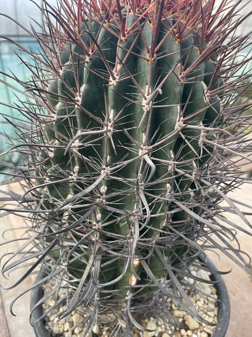 サボテン フェロカクタス 神仙玉 古株 大株 巨大