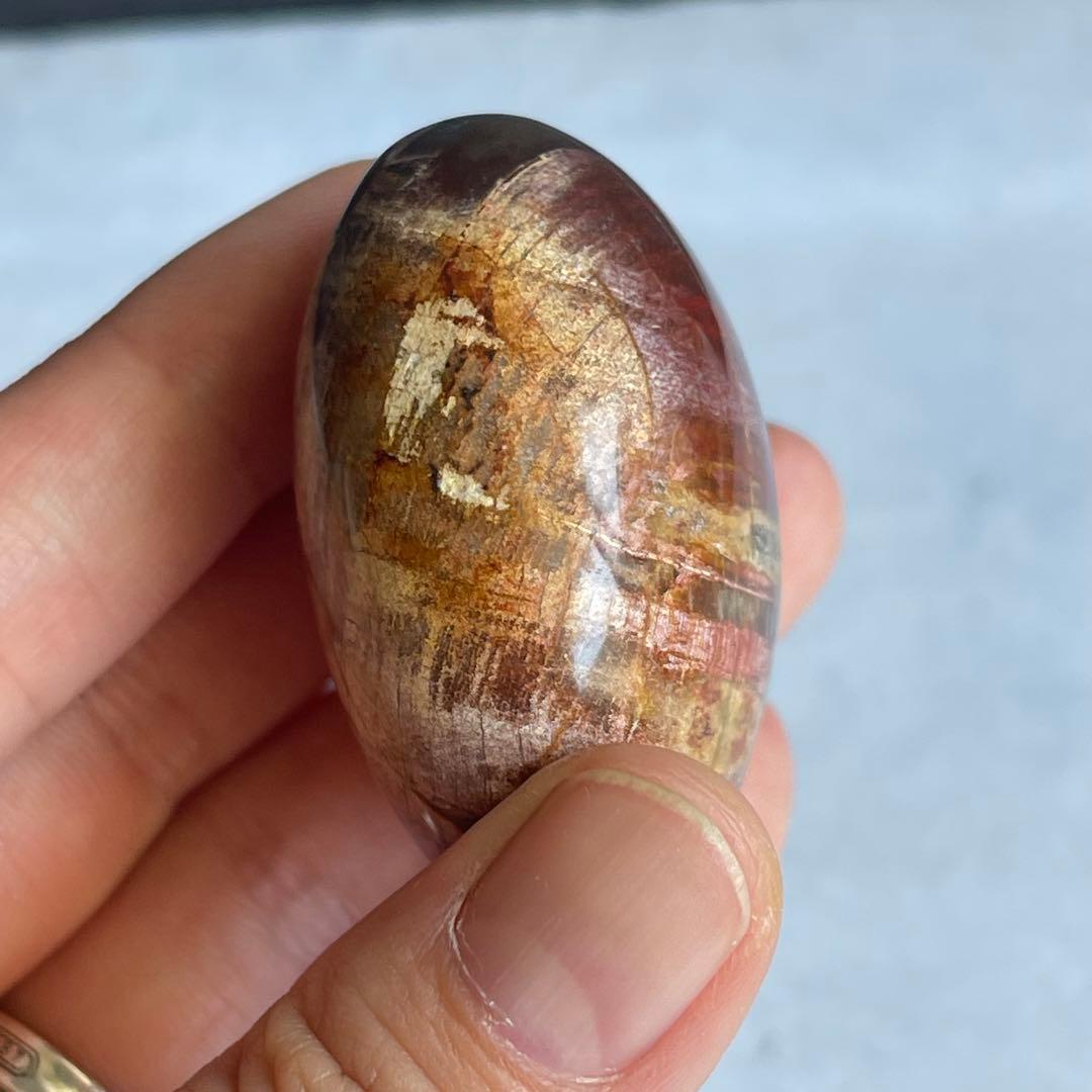 ペトリファイド ウッド パーム 握り石 マダガスカル産