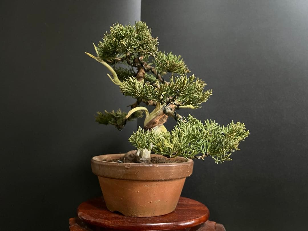 真柏盆栽　糸魚川真柏　捻転シャリ　小品盆栽　樹高20cm 素材