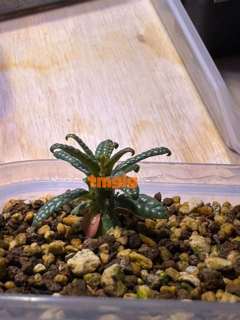 【残りわずか】ドルステニアギガスブラータ種子　5粒