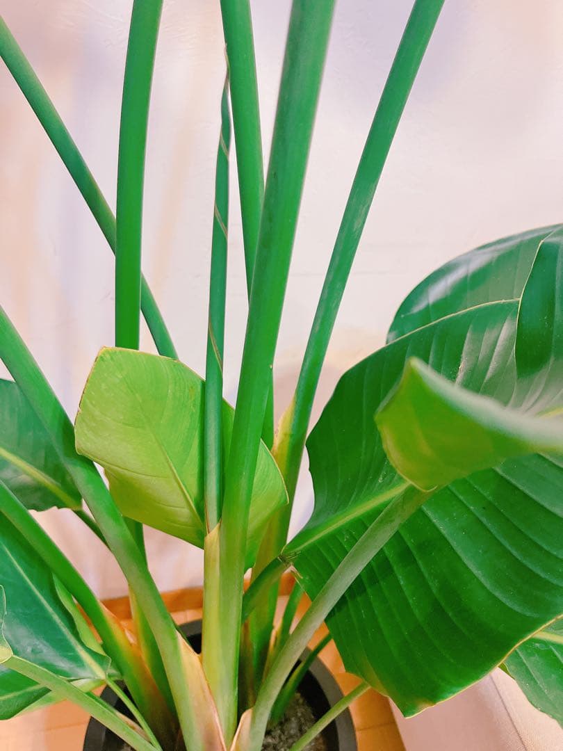 激安！　ストレチア　オーガスタ A 大型❗️ 177センチ　10号鉢 観葉植物