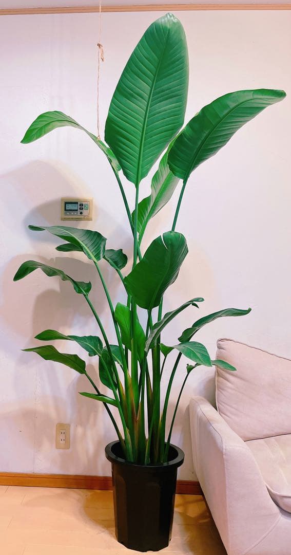 激安！　ストレチア　オーガスタ A 大型❗️ 177センチ　10号鉢 観葉植物