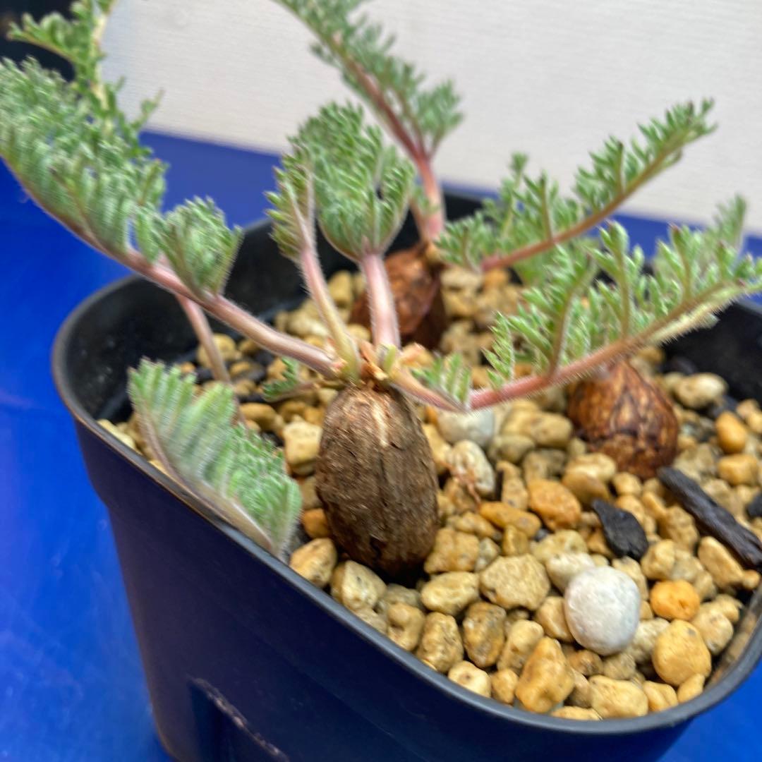 ペラルゴニウム　トリステ