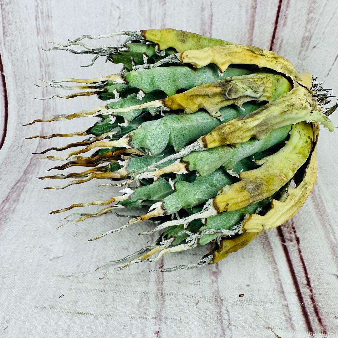 13 アガベ ユタエンシス エボリスピナ 陽炎