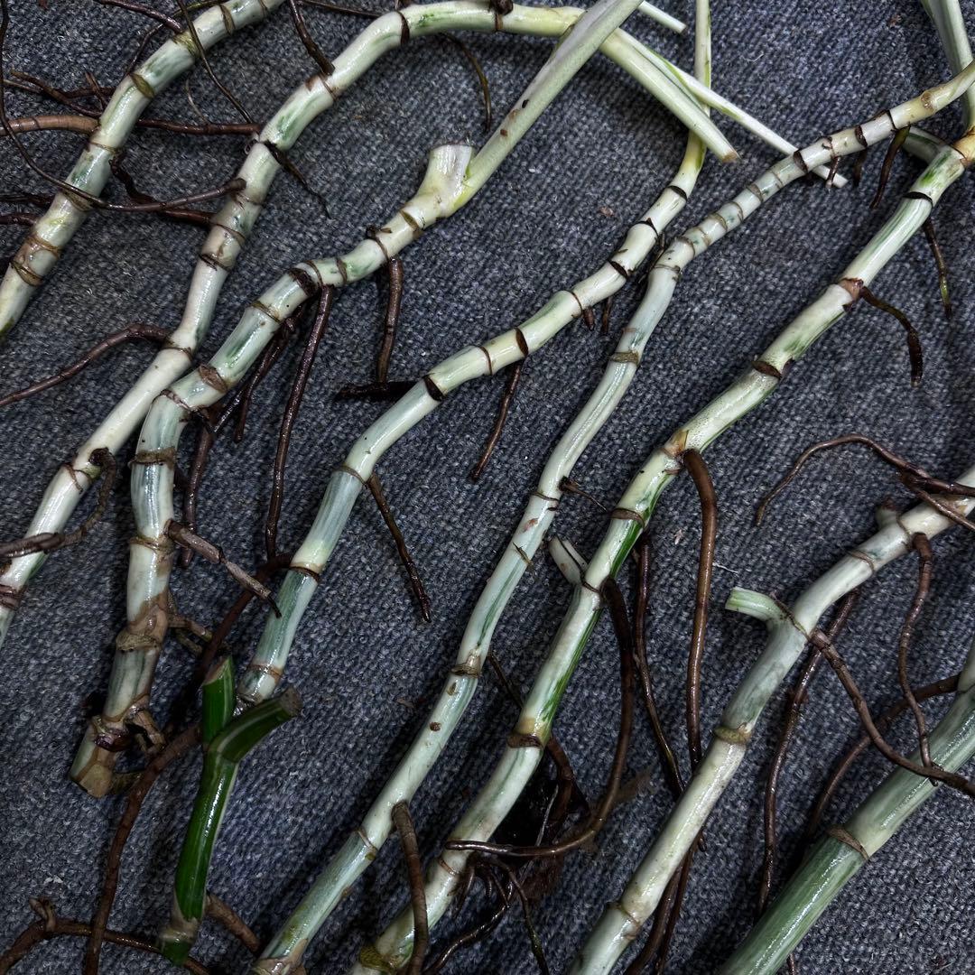 な*け様 斑入りモンステラホワイトタイガー茎8株おまとめ