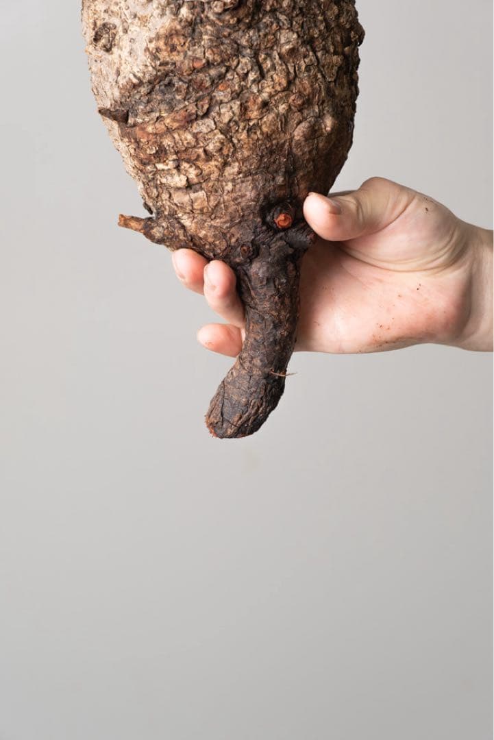 kk109 オペルクリカリア パキプス ベアルート株