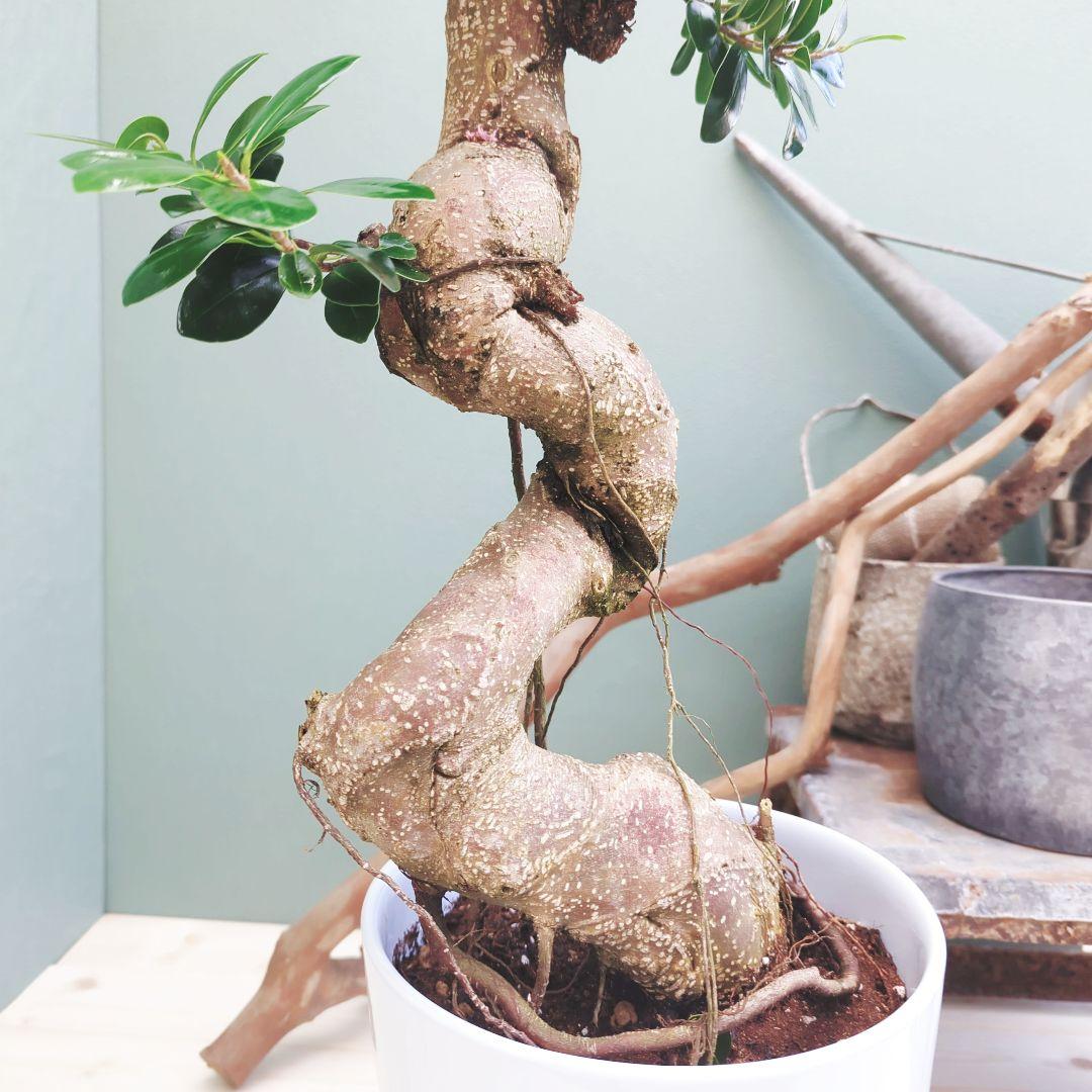 earth 人気！曲がりガジュマル 縁起物 ８号 昇り龍 曲線 太幹