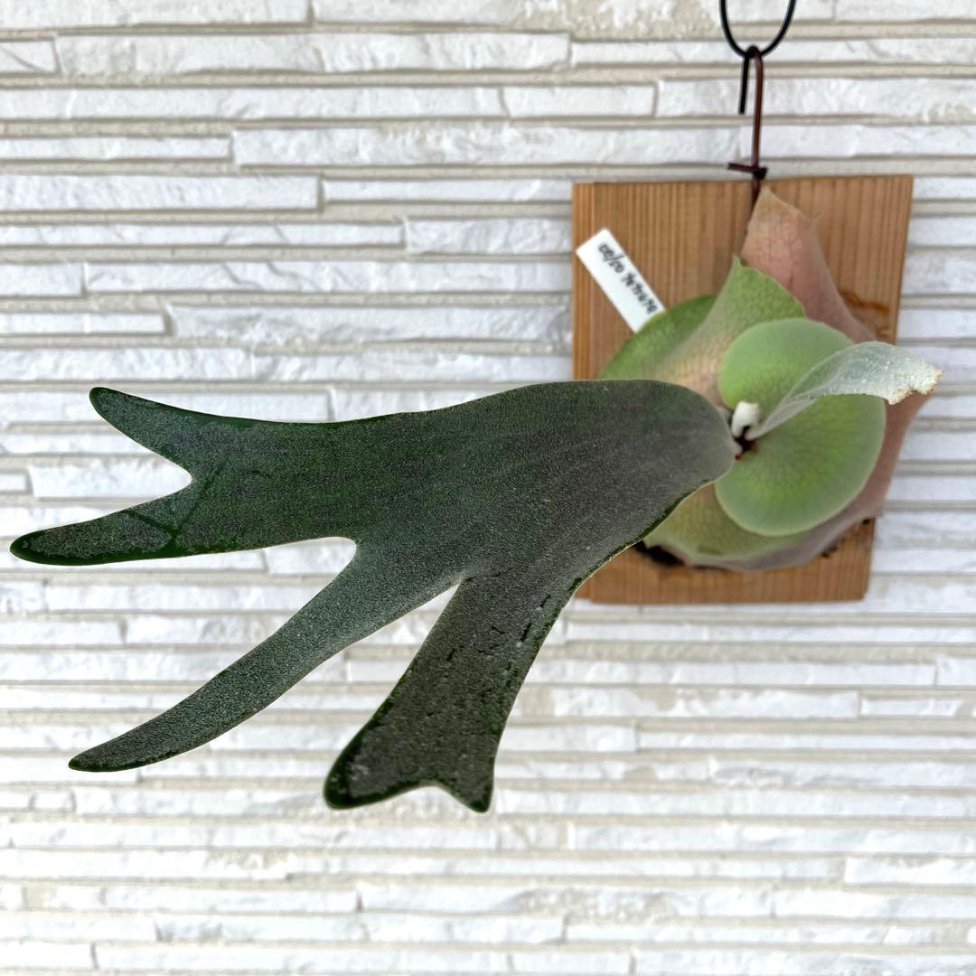 ビカクシダ P. Celso tatsuta OC