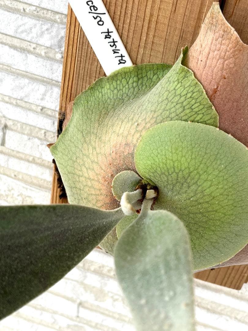 ビカクシダ P. Celso tatsuta OC