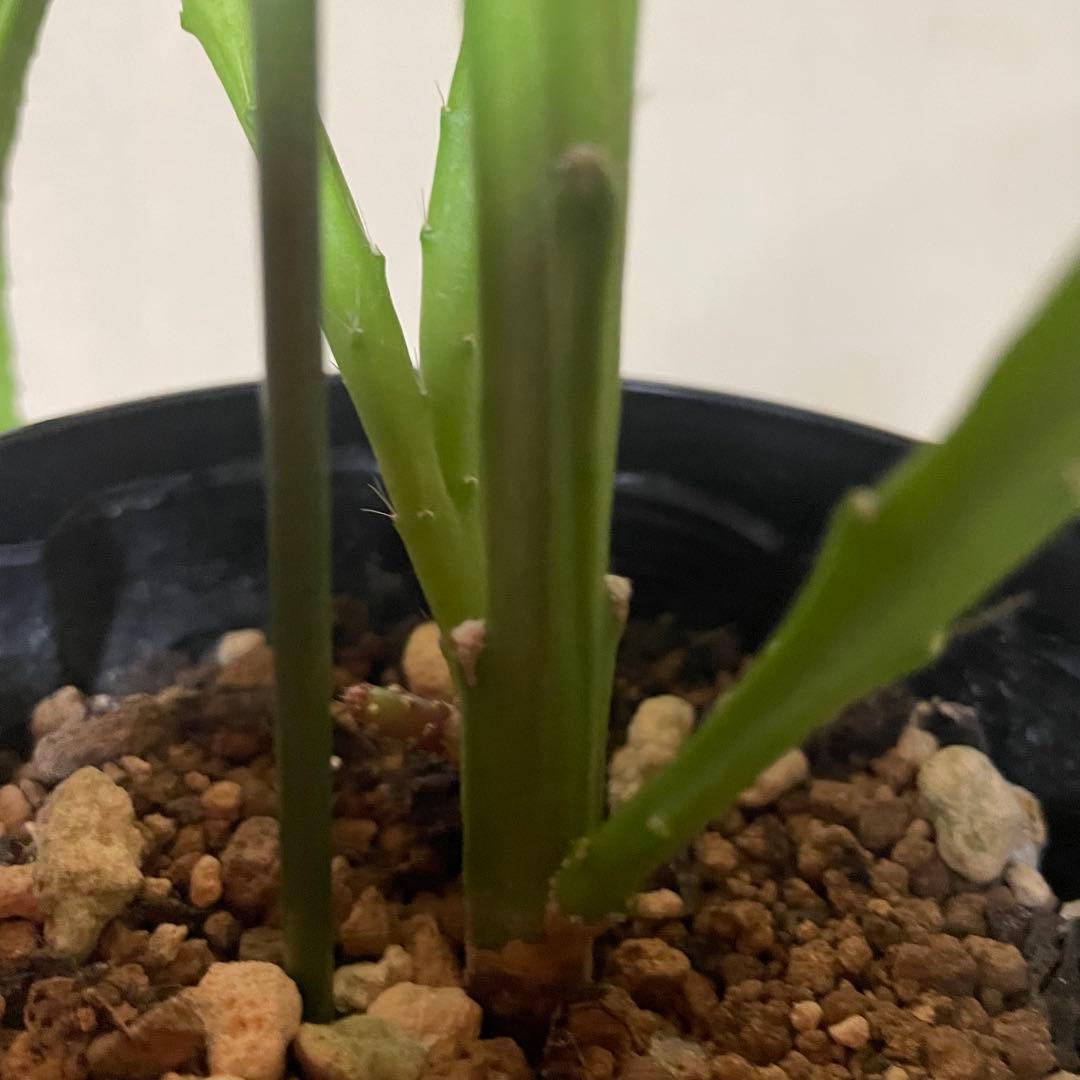 クジャクサボテン 白狐の精