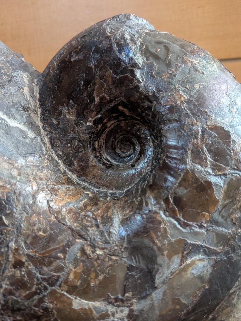アンモナイト化石 17cm(289)