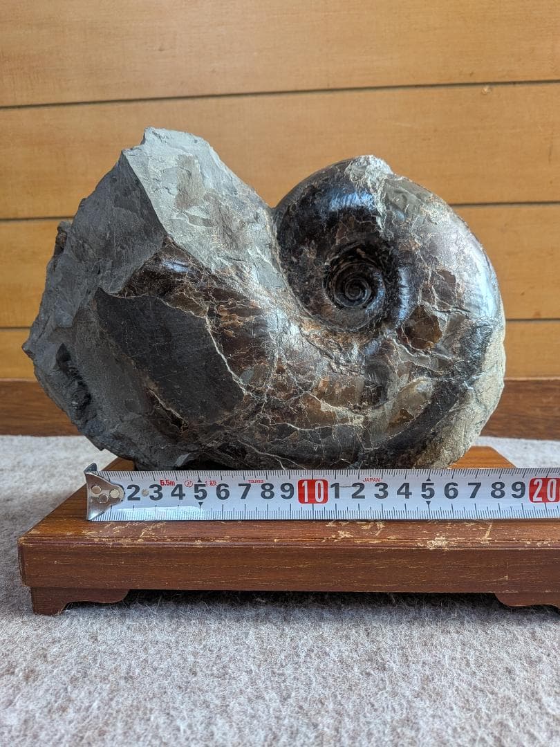 アンモナイト化石 17cm(289)