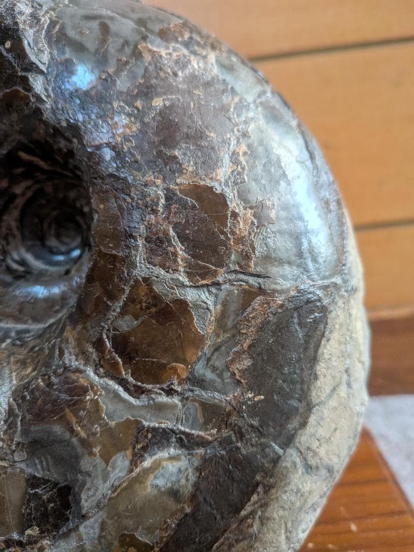 アンモナイト化石 17cm(289)