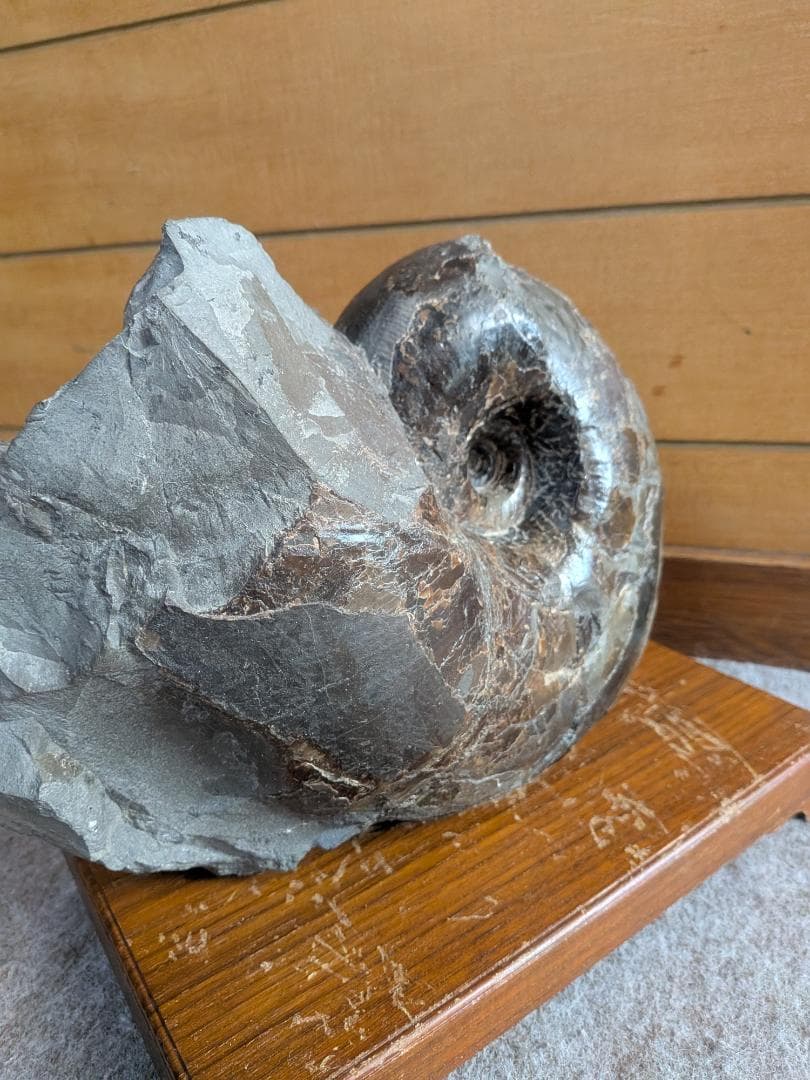 アンモナイト化石 17cm(289)