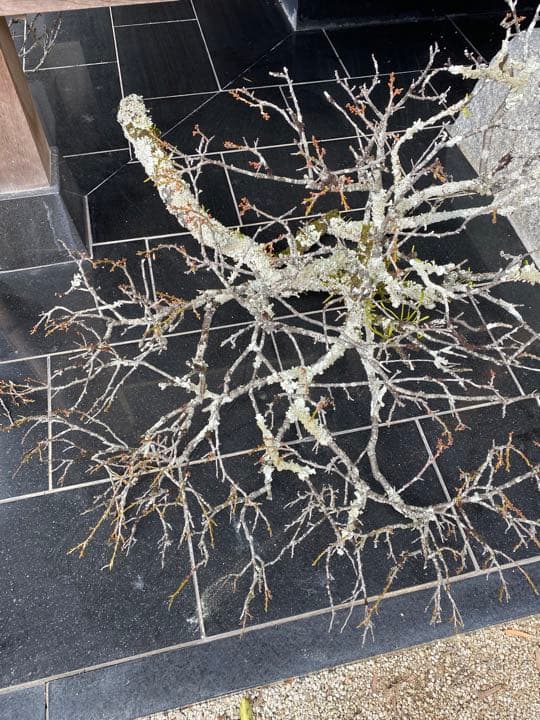 老梅 苔枝 古木 正月飾り 生け花 華道 用
