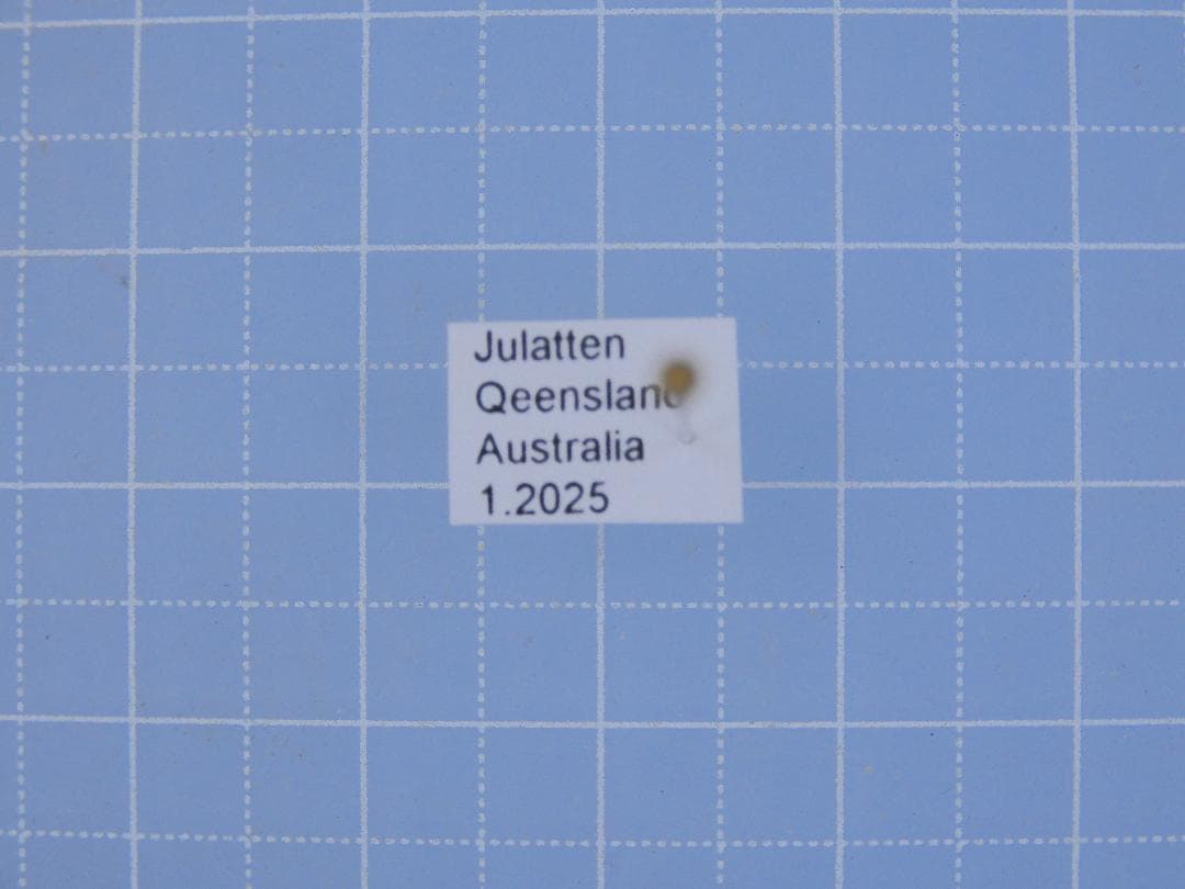 標本 Australia Calodema regale 42mm