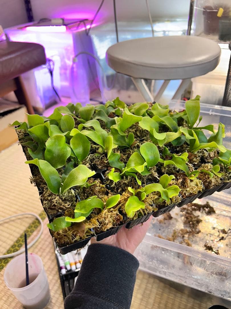 ビカクシダ ヒリー キリン（胞子培養） 10株 速達