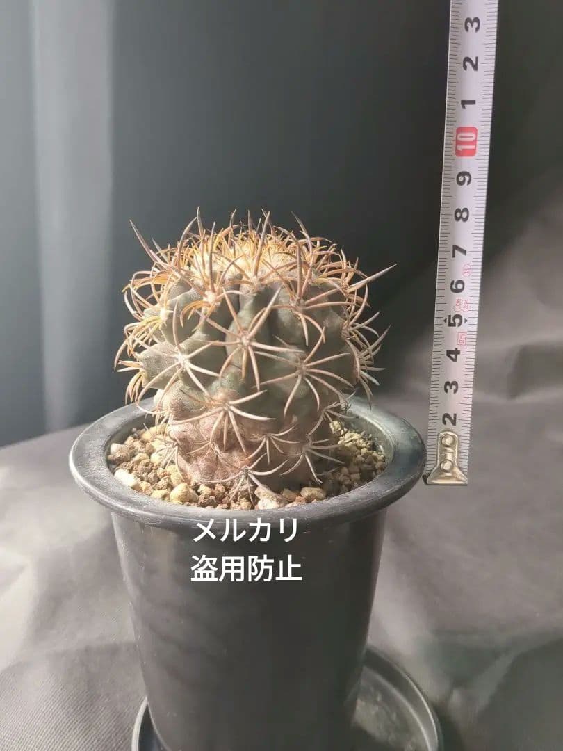 現地球 Copiapoa　コピアポア 銅羅丸　デュラ　輸入株　カキコ自根　貴重