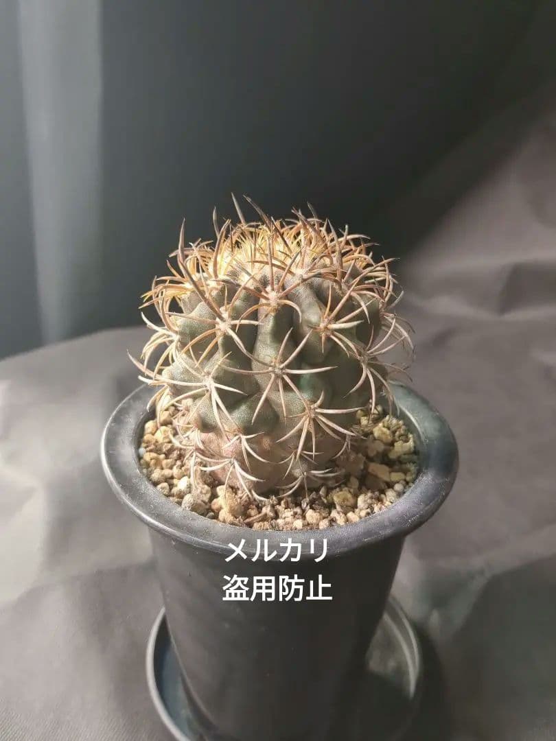 現地球 Copiapoa　コピアポア 銅羅丸　デュラ　輸入株　カキコ自根　貴重