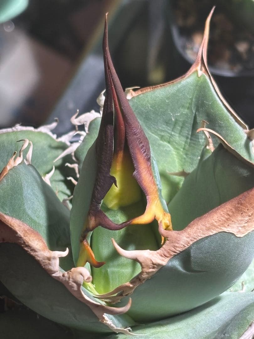 アガベオテロイ実生選抜　親株　根っ子つよし4号