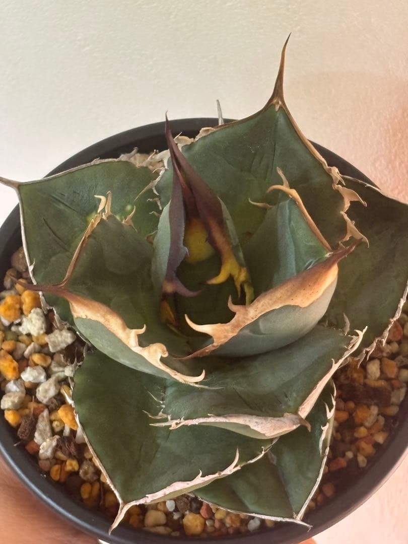 アガベオテロイ実生選抜　親株　根っ子つよし4号