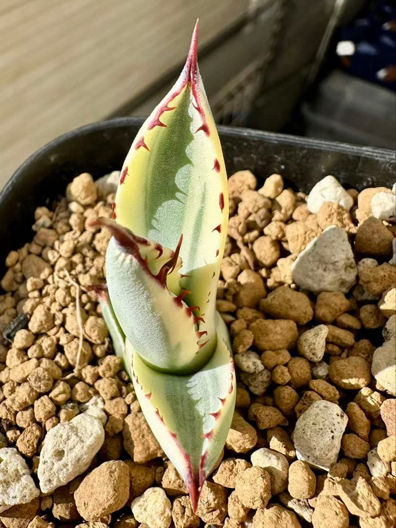 アガベ　パリートランカータ　オリザバ　 orizaba 発根済み極上斑入り美株