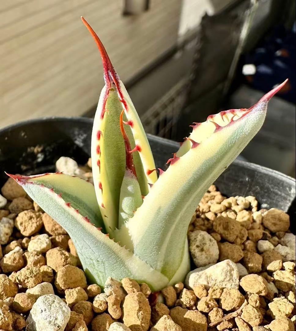 アガベ　パリートランカータ　オリザバ　 orizaba 発根済み極上斑入り美株