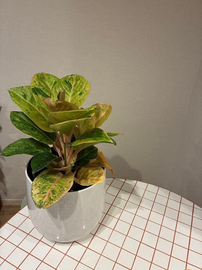 【希少】アグラオネマ・アップルファンタジー 7号　　　　鉢カバーセット