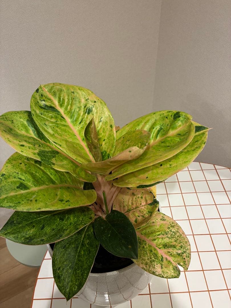 【希少】アグラオネマ・アップルファンタジー 7号　　　　鉢カバーセット