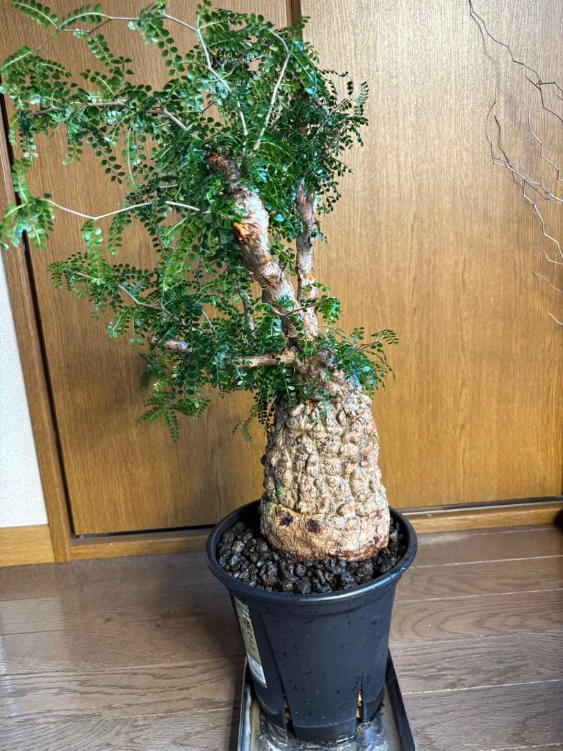 発根済み　オペルクリカリア　パキプス