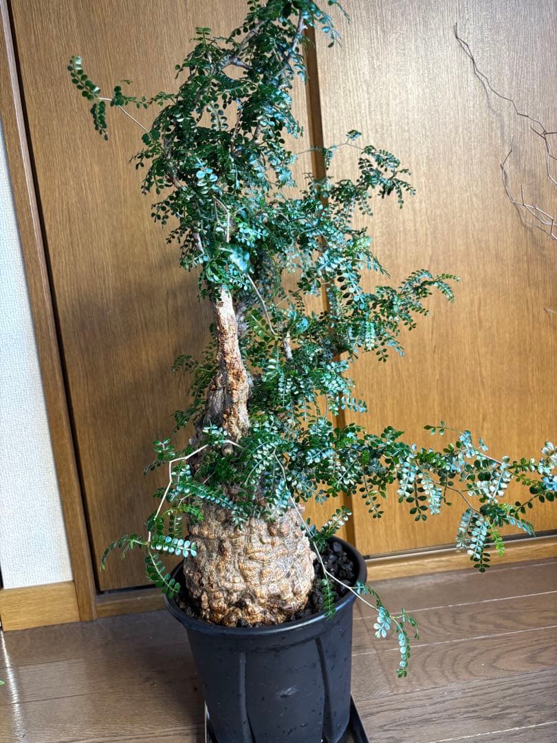 発根済み　オペルクリカリア　パキプス