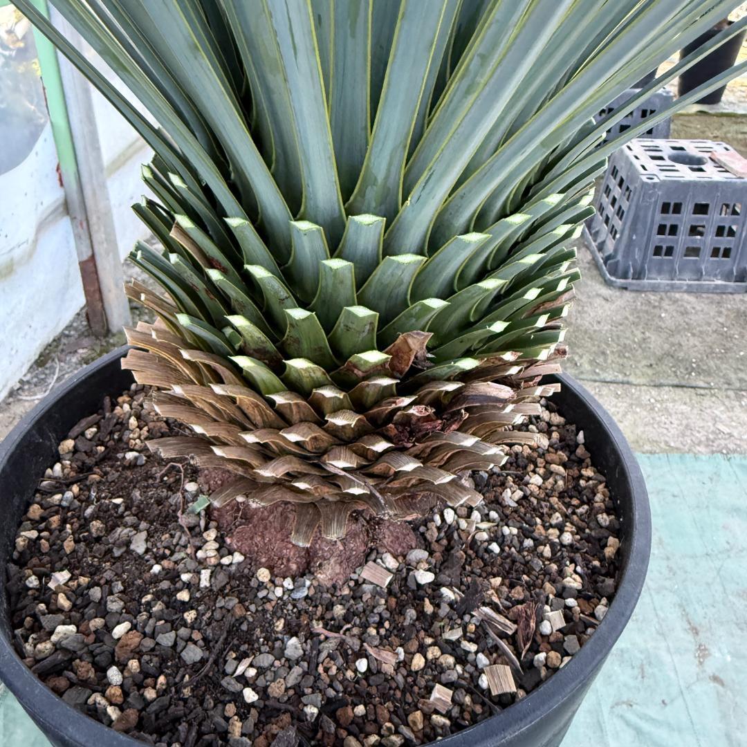 【AL1079】ユッカ　LA ALBERO　ランチョブルー　数量限定販売