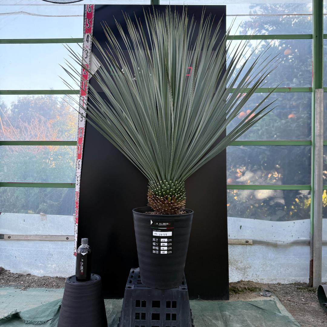 【AL1079】ユッカ　LA ALBERO　ランチョブルー　数量限定販売