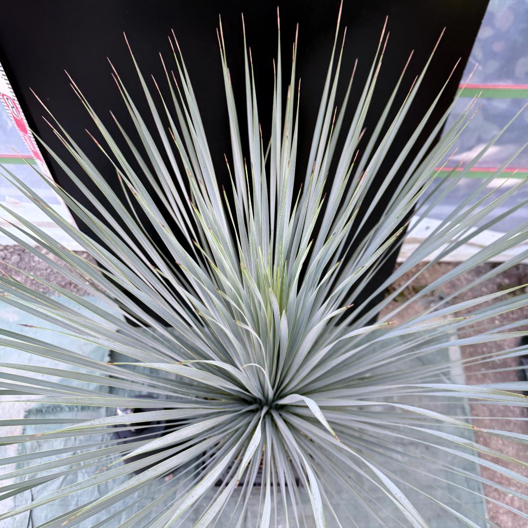 【AL1079】ユッカ　LA ALBERO　ランチョブルー　数量限定販売