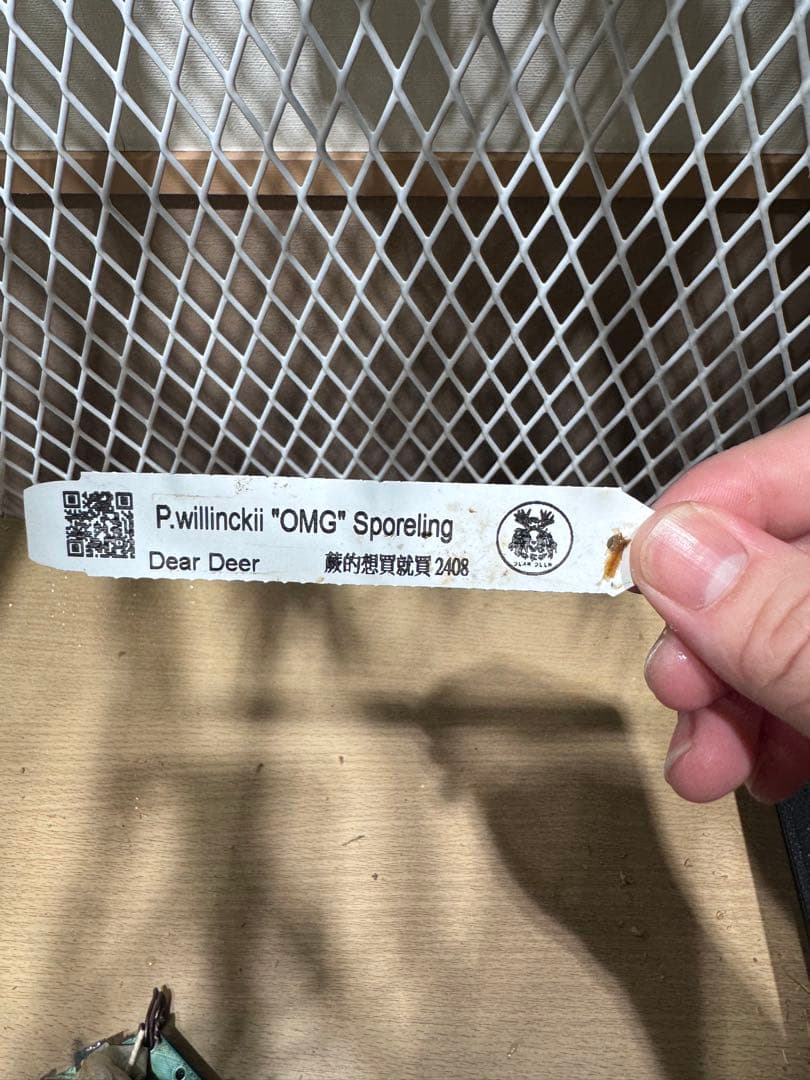 ビカクシダ　OMG スポア　親株