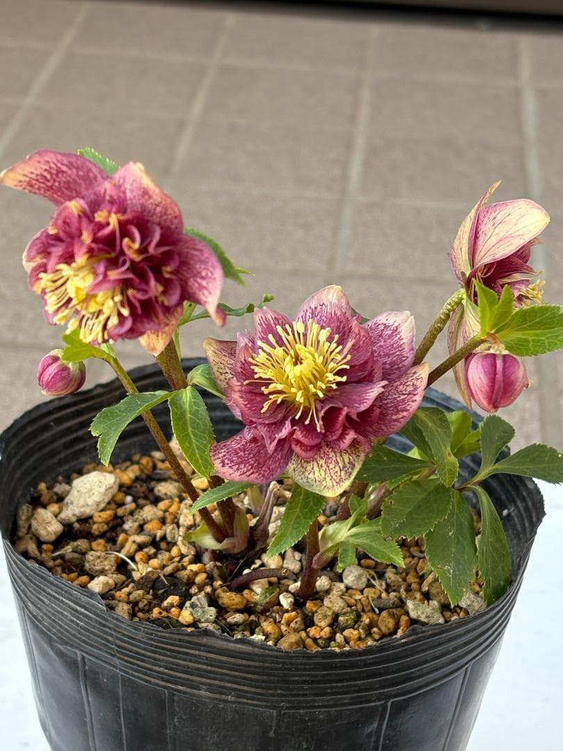 認定　アンティークモーリー　クリスマスローズ開花株