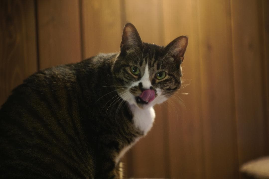 Leica Hektor 7.3cm f1.9 L39 ヘクトール73mm