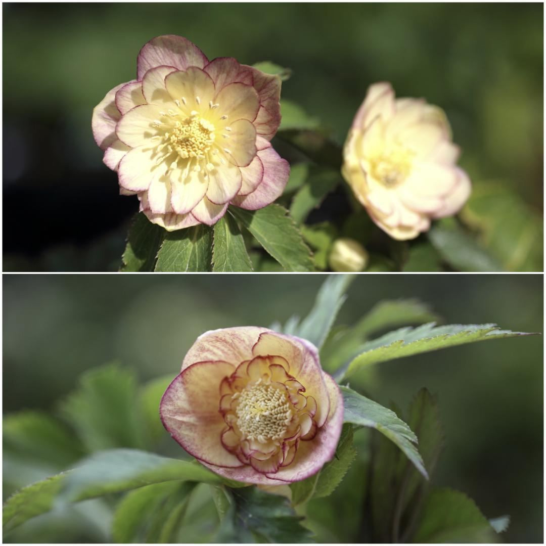 ぱぺこ「歳末セール」クリスマスローズ 小苗 SDノスタルジア×DDいろは