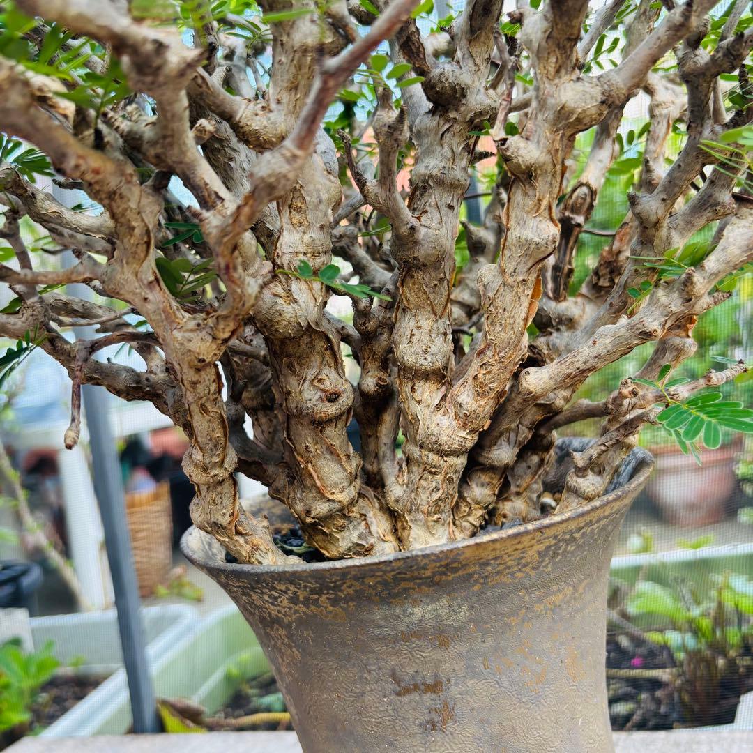 【コレクション株】 標本株 センナメリディオナリス 現地株 全A面 現地球 灌木