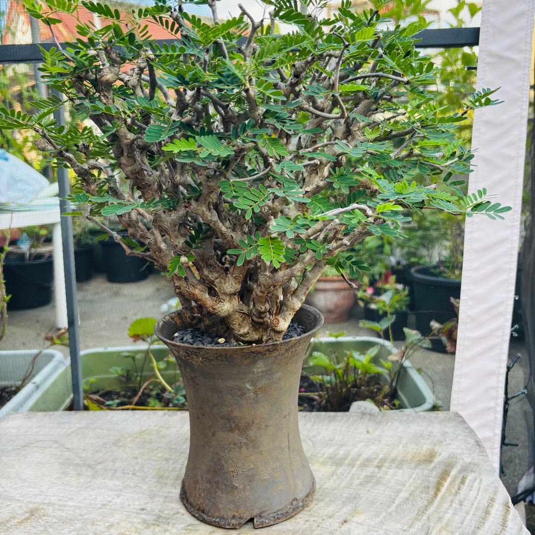 【コレクション株】 標本株 センナメリディオナリス 現地株 全A面 現地球 灌木